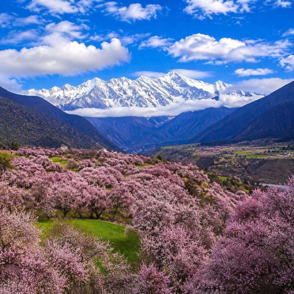 林芝